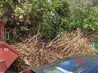 Μποζαΐτικα: «Εφιάλτης» τα κλαδιά και τα ...