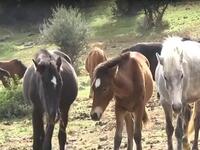 Ανησυχία για 95 εγκαταλελειμμένα άλογα σ...