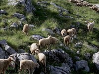 Ευλογιά αιγοπροβάτων: Την επόμενη εβδομά...