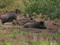 Νέο κρούσμα αφρικανικής πανώλης χοίρων σ...