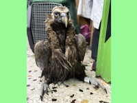 Ο μαυρόγυπας «Ιωάννα» επέστρεψε στη Δαδι...