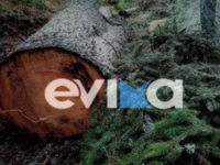 Τραγωδία - Νεκρός δασεργάτης που καταπλα...