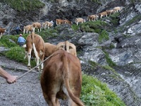 Μειώνουν τα κοπάδια τους οι κτηνοτρόφοι στην Ε.Ε.