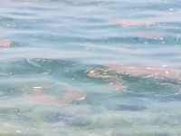 Πάτρα: Γέμισε βοθρολύματα η θάλασσα στη ...