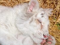 Δυσάρεστα νέα για το λευκό τιγράκι – Κίν...