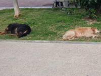 ΠΑΤΡΑ - Αχ αυτοί οι ξεχωριστοί ...συμπολ...