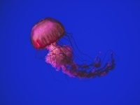 Μωβ μέδουσα: Σε ποιες περιοχές της Ελλάδ...