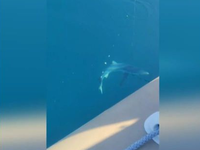 Αιτωλοακαρνανία: Οι ψαράδες τάισαν τον κ...