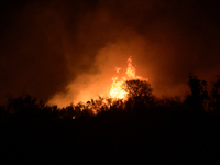 Φωτιά στην Αλεξανδρούπολη: Πύρινος εφιάλ...