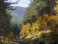 Πελοπόννησος: Γιατί τα έλατα πεθαίνουν μ...