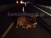 Τροχαίο με αγελάδα που πετάχτηκε στη μέσ...