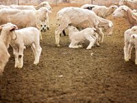 Δυτική Ελλάδα: Η ευλογιά υποχωρεί, όχι ό...