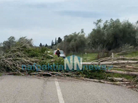 Ναυπακτία: Ξεριζώθηκε λεύκα στην Κάτω Βασιλική 