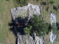 Ξεκινά ο δεύτερος γενικός ψεκασμός δακοκ...