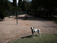 Κατοικίδια: Θα επιτρέπονται σε περισσότε...