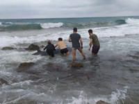 Δύο ραμφοφάλαινες διασώθηκαν σε ακτές της Κέρκυρας