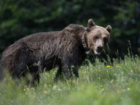 Ιταλία: Αρκούδα σκότωσε 26χρονο που έκανε τζόκινγκ