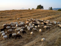 Ευλογιά αιγοπροβάτων: 80 νέα κρούσματα  ...