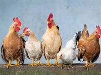 Σε επιφυλακή η Ελλάδα για κρούσμα της γρ...