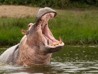 Απίστευτο! Ιπποπόταμος κατάπιε παιδί και...