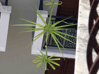 Σάββατο του Λαζάρου στη Ζάκυνθο: Κρεμάστ...