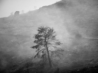 Πόσα στρέμματα έκαψαν οι φωτιές σε Αχαΐα...