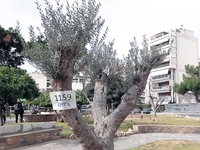 Οι ελιές της Αιγιάλειας συνεχίζουν να «κ...