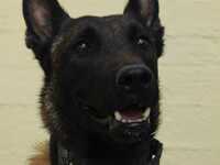 Στην Ηλεία για τoν αγνοούμενο, ο Echo πο...