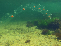 Τι είναι αυτά τα ζελατινοειδή πλάσματα μ...