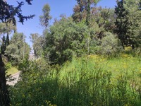 Πάτρα: Το thebest.gr πήγε στο Δασύλλιο (...