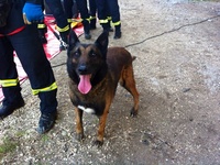 Aιγιάλεια: Ψάχνουν ηλικιωμένη με σκύλο τ...