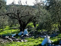Πάτρα: Πού καταλήγουν οι ελιές του Δήμου...