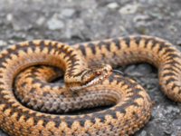 Θεσσαλονίκη: Μάχη να κρατηθεί στη ζωή δι...