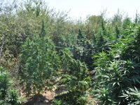 Τσάκωσαν στα πράσα καλλιεργητή ναρκωτικώ...