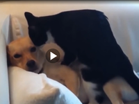 Ποιος είπε ότι οι σκύλοι και οι γάτες δε...