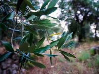 Αχαΐα: Πώς κατάφεραν να κλέψουν τους 10 ...