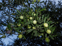 Ισχυρή ζήτηση για το ελληνικό ελαιόλαδο-...