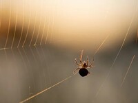 Τσίμπημα από αράχνη: Έως και θανατηφόρο ...