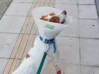 Καλά στην υγεία του ο σκύλος που κακοποι...