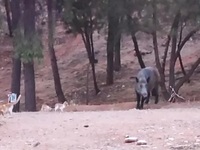 Αγριογούρουνο κάνει βόλτα στο Χαϊδάρι κα...