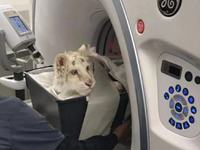 Η απόφαση για ευθανασία στο λευκό τιγράκ...