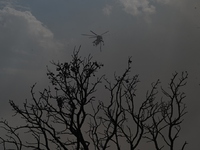 Meteo: Το 33% των δασών της Αττικής κάηκ...