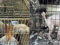 Γέρακας: Κύκλωμα πουλούσε παράνομα ζώα σ...