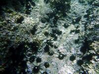 Πάτησα αχινό, τι να κάνω;