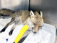 Αιγιάλεια: Πώς σώθηκε το αλεπουδάκι