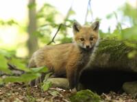 Μια μικρή αλεπού «αποφάσισε» να γίνει το...