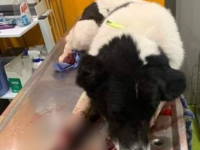 Διοικητικό πρόστιμο 30.300 ευρώ στον άνδ...