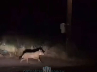 Ναύπακτος: Λύκος έκοβε βόλτες έξω από  γ...