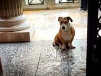 Λαμία: Η σκυλίτσα που έγινε viral περιμέ...