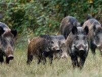 Πηνεία: Αγριογούρουνα κατέστρεψαν 50 τόν...
